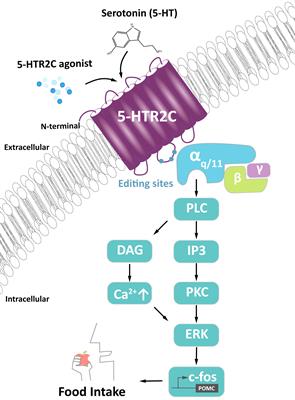 Central 5-HTR2C in the Control of Metabolic Homeostasis